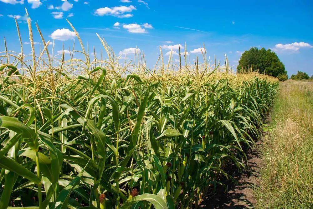 官方指导今年东北地区玉米苗期管理做好这些事