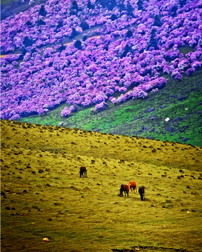 《四川植被》书载,凉山常见的"凉山杜鹃",即为灌木或小乔木,一般高1.