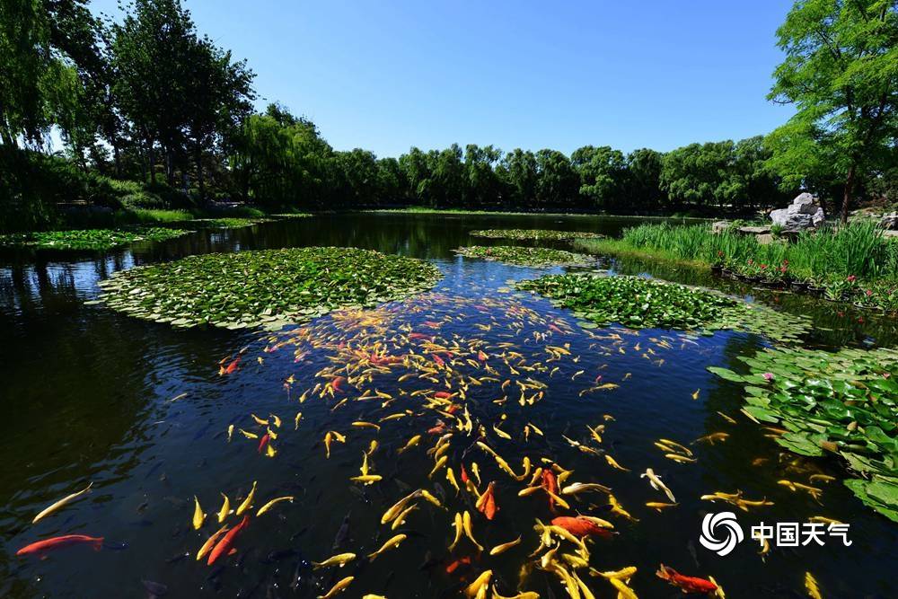 初夏北京圆明园万尾锦鲤游弋 再现御园盛景