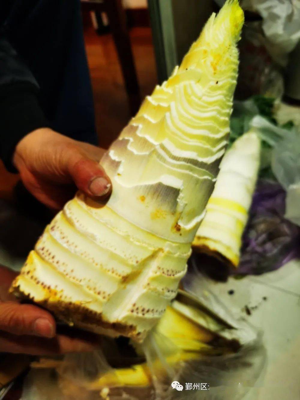 笋芽尖尖——鄞州区云天实验幼儿园(格兰园)中一班项目课程_笋壳