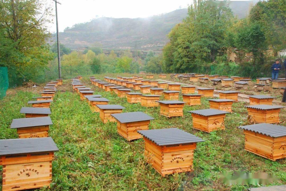 优质蜂产品科技创新联盟授予"国家蜂业提质工程示范市",中国养蜂学会