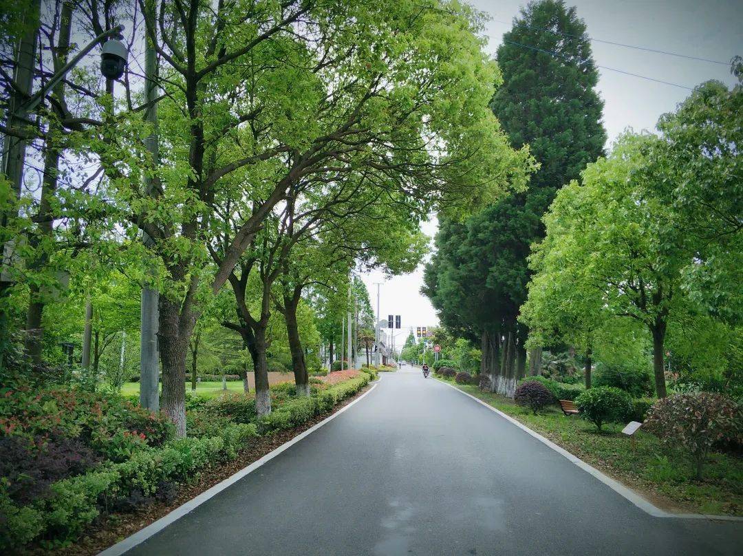崇明区"最美农村路"评选活动火热开启_美乡村