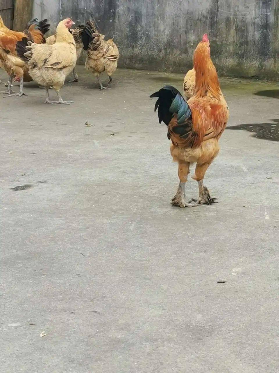 网友串门发现脚上长毛的鸡评论t台走秀鸡