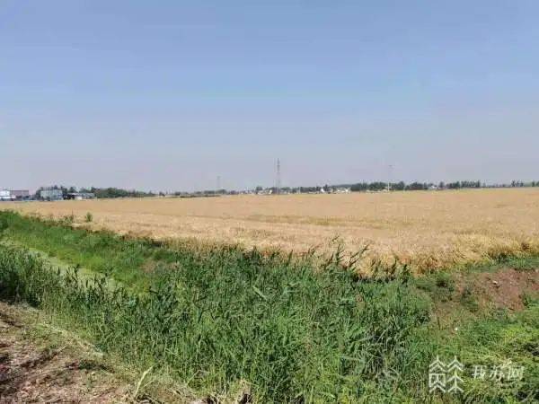 小麦是几月种植几月收获 16a4e265105d485a9ced74f6e282e921.jpeg