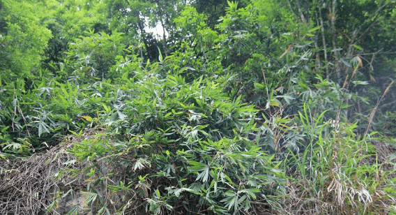 崇左发现竹科新品种中越悬竹首次向世界公布是长这样的