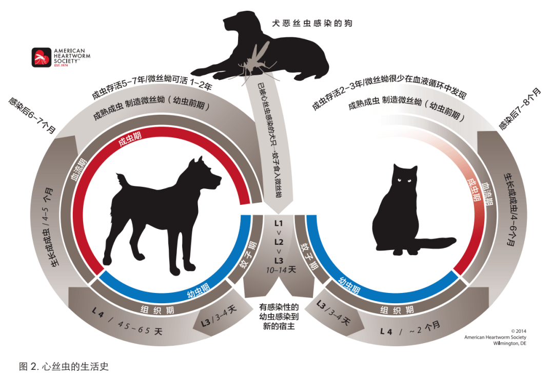 貓是心絲蟲的非典型宿主,貓體內的大多數心絲蟲都不能存活到成蟲.