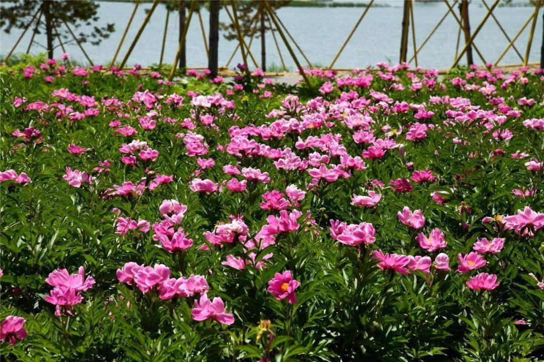 夏日絕美打卡地臨河這一片花海藏不住了