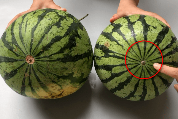 挑选西瓜的小妙招四:听西瓜的声音很多人挑选西瓜的时候都会拍打几下