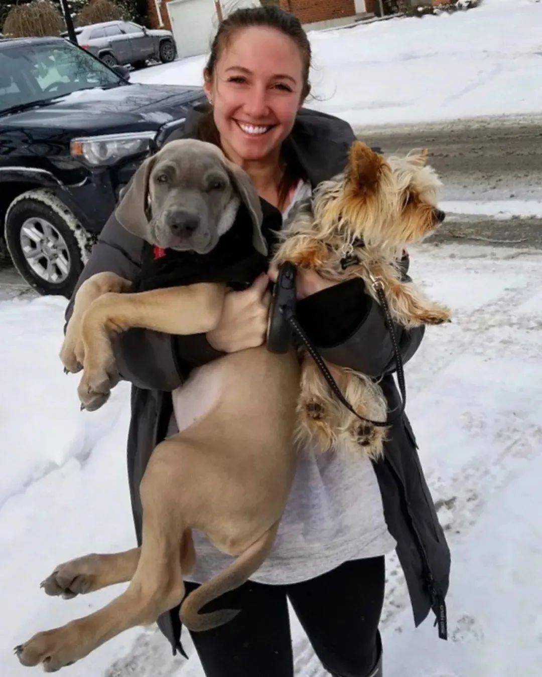 抱回家一只大丹犬宝宝就等着它长大后看门可结果