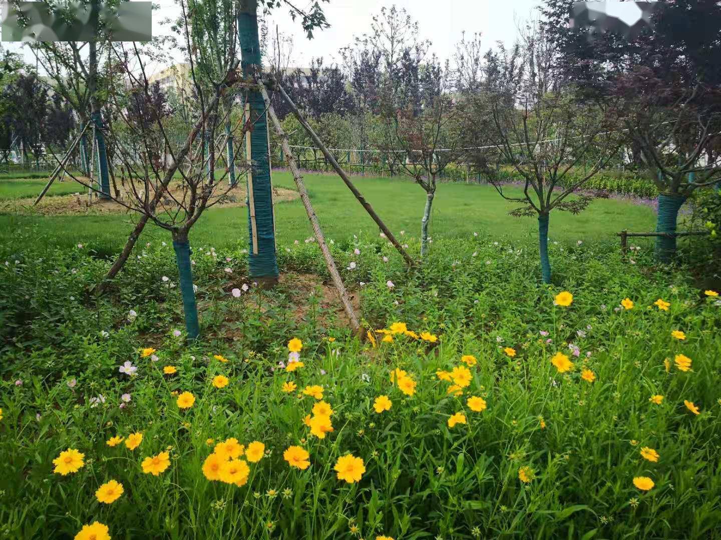 「图集」正阳植物园,人少景美