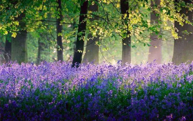 植物种植法则,孤植、丛植、群植、花镜……你了解多少?_树种
