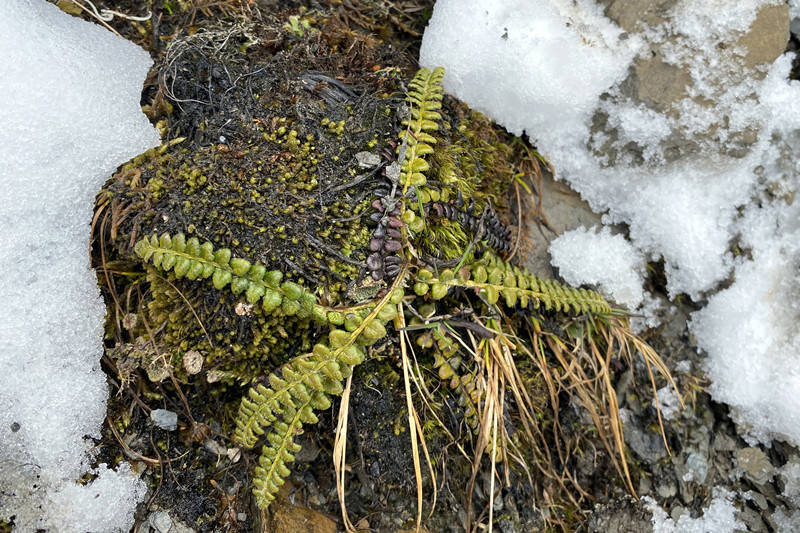 四姑娘山发现国家一级保护植物玉龙蕨