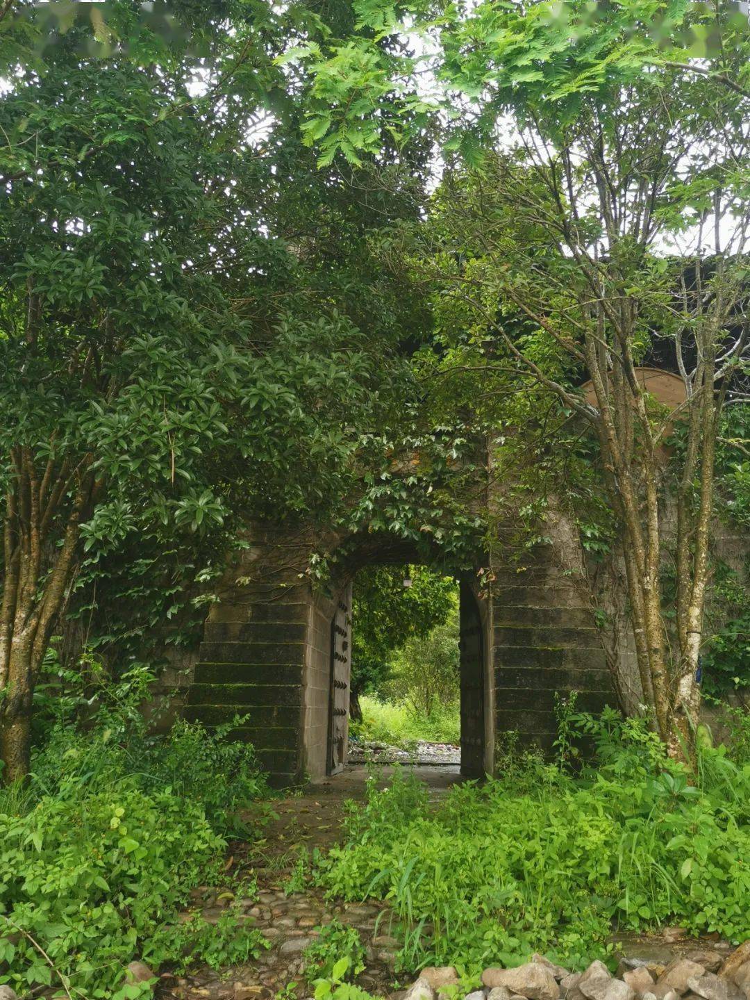 岩头滩林这片顽疾为什么总无法根治