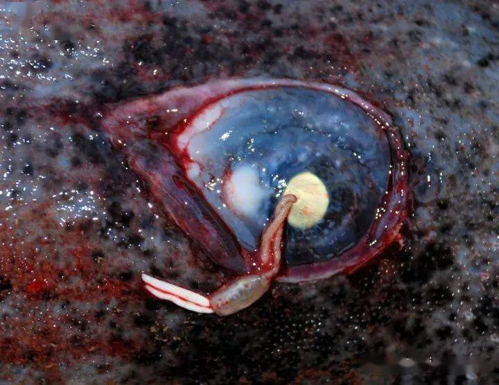 海洋科普1462小头睡鲨