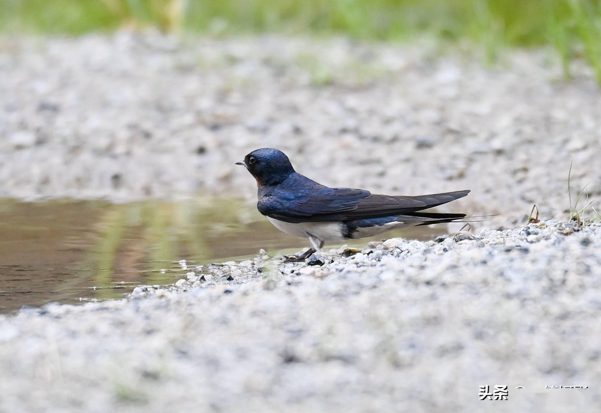 水边遇到衔泥燕