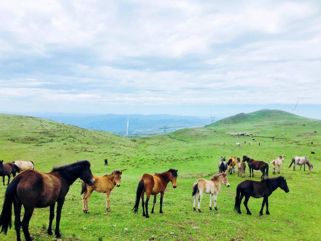 【文明盘州】六月乌蒙,青草已成,阳光鼎盛
