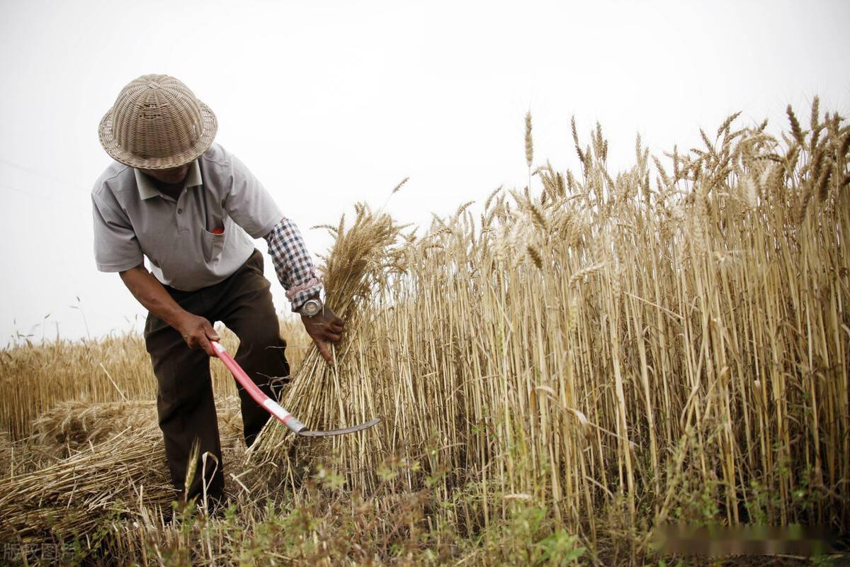 割麦讲究:"八成收,九成掉,十成收割瞎胡闹"这是咋回事?