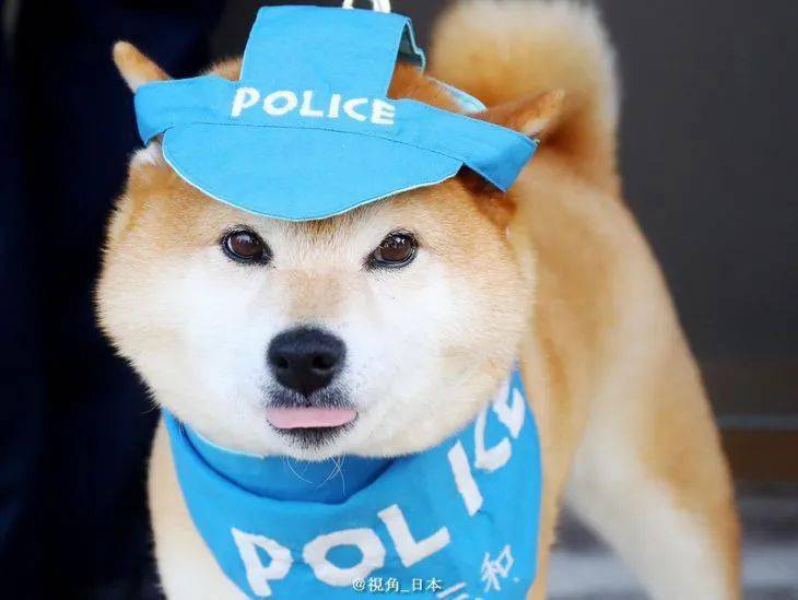 京都府警给柴犬颁发感谢状 感谢它护送小学生上学放学