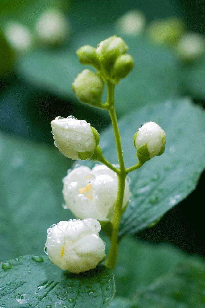 你好我的小茉莉