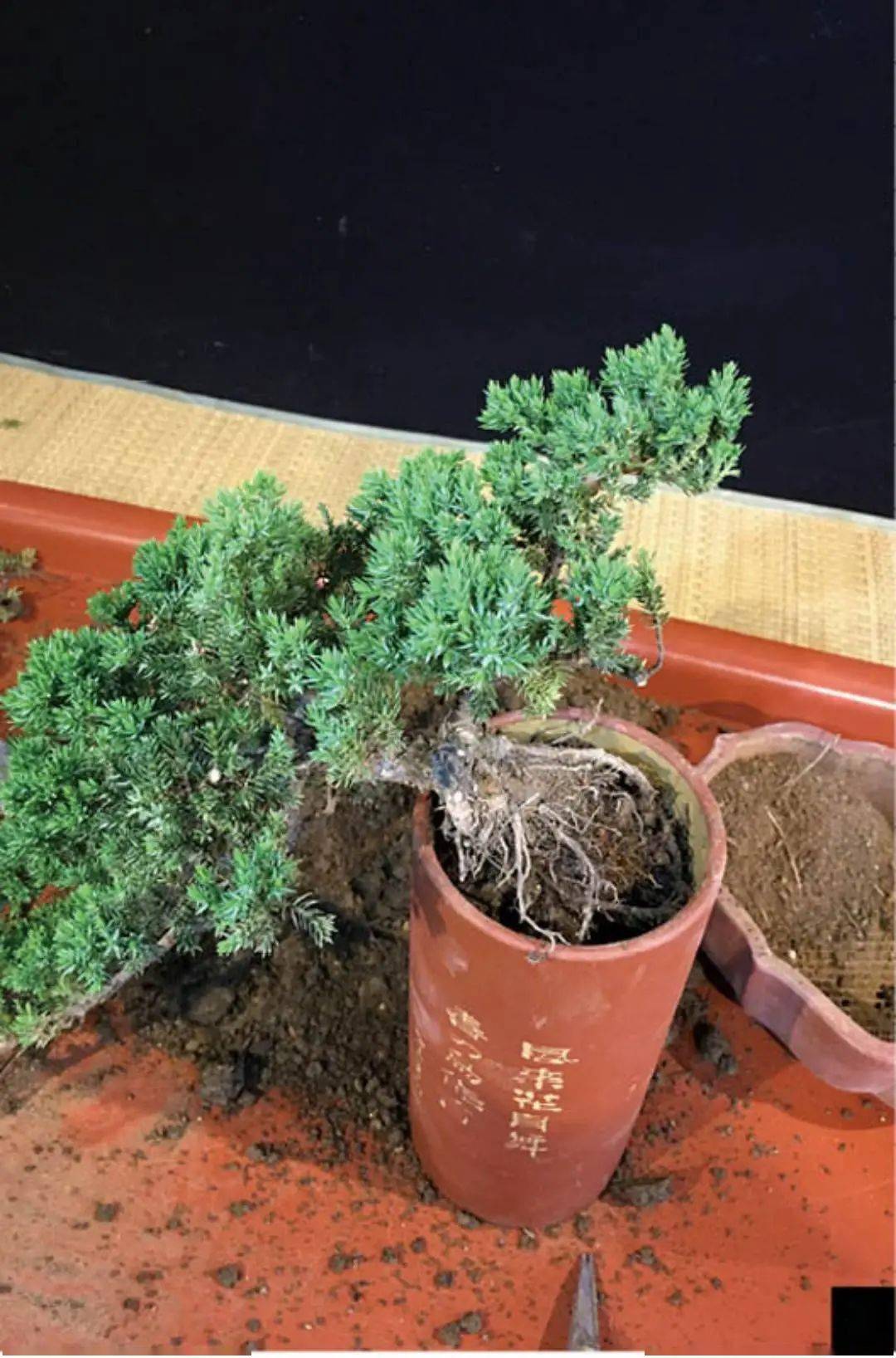 一株地柏苗能干嘛仅需十步四招就能勾勒一道悬崖式盆景