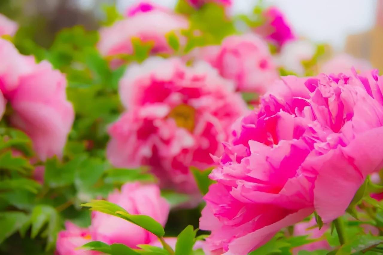 世界最美十大名花排名 51de2ce92f4d44fab6f9d4700549924f.jpeg