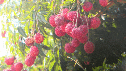 荔枝王又称紫娘喜,是红河县近年来发展的一大特色水果元气满满up!