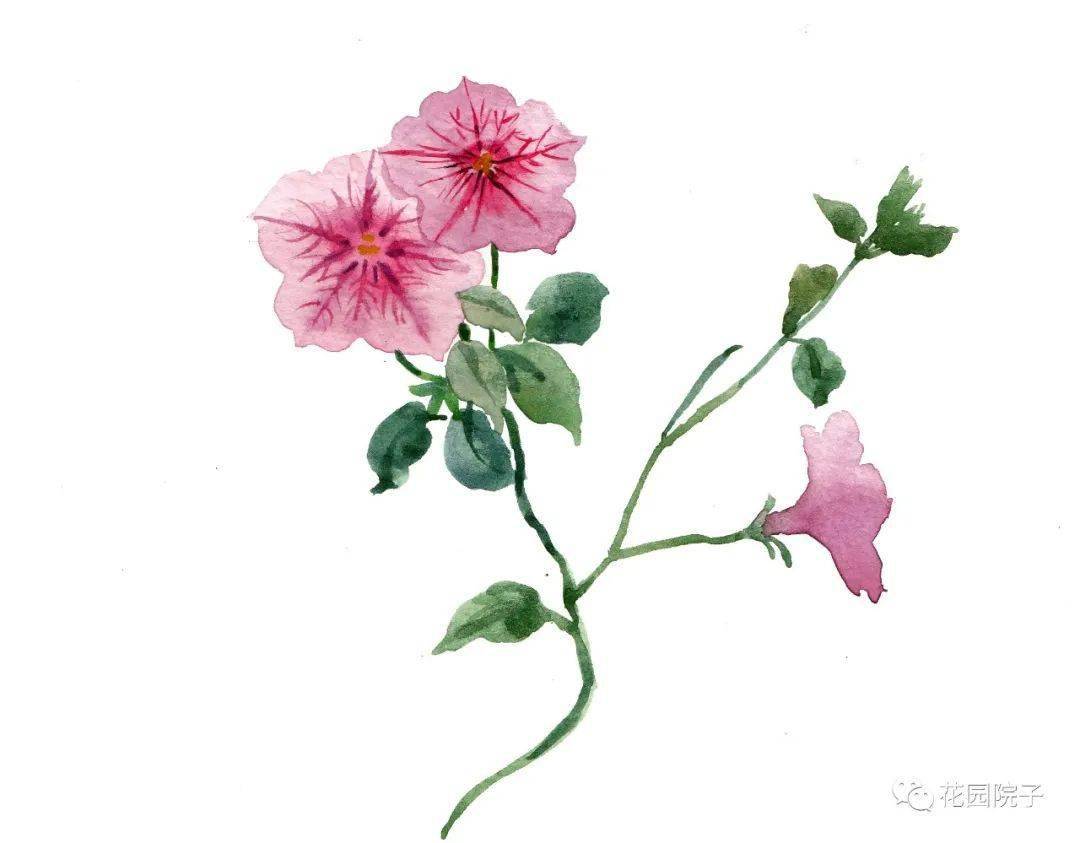 几幅| 植物 | 水彩画