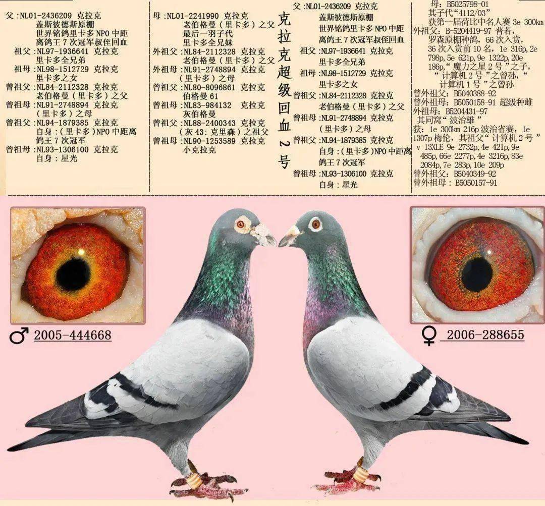 种鸽黄眼配黄眼优势图片