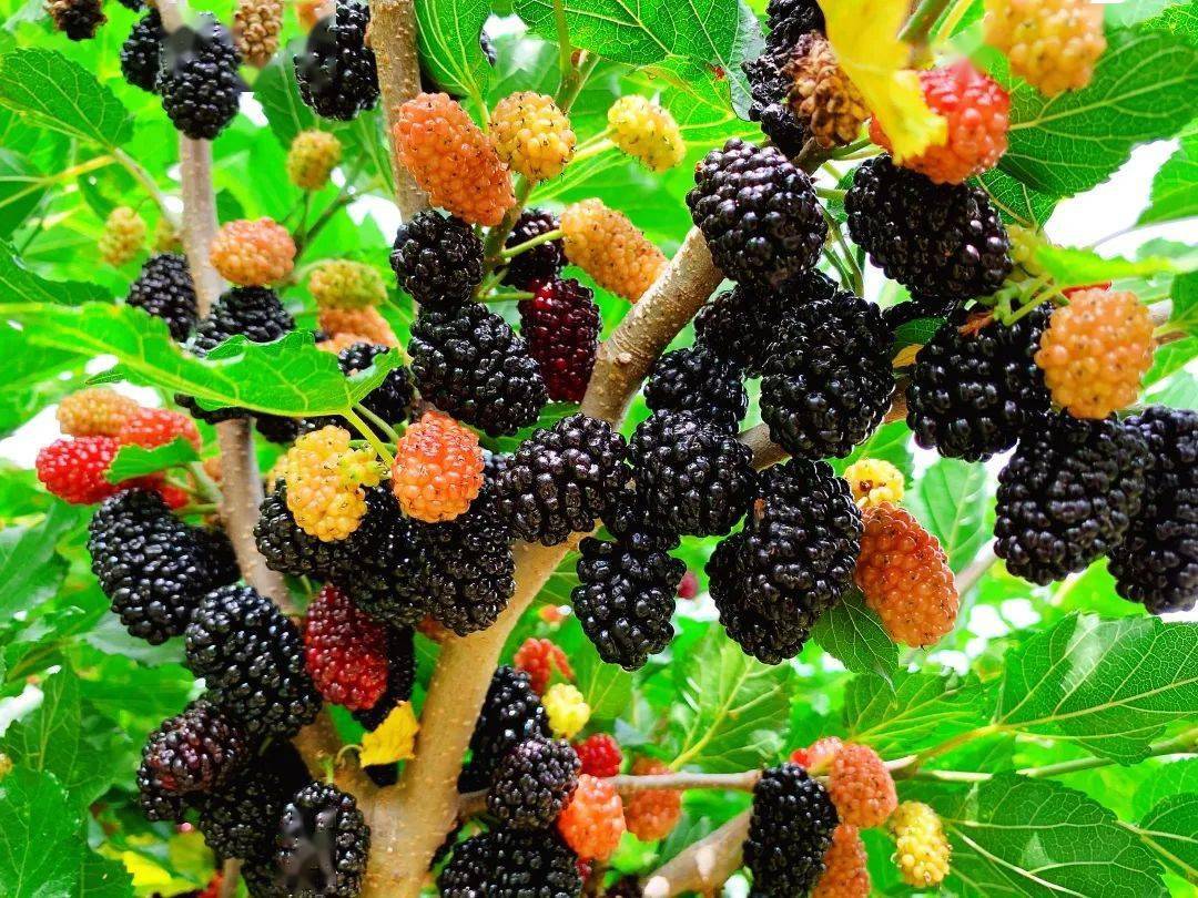 和你相约过一个紫色的夏天!_桑树林