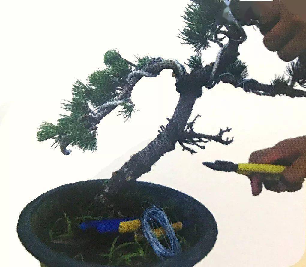 最强最全最细图解大阪五针松盆景制作过程懒人园艺福利