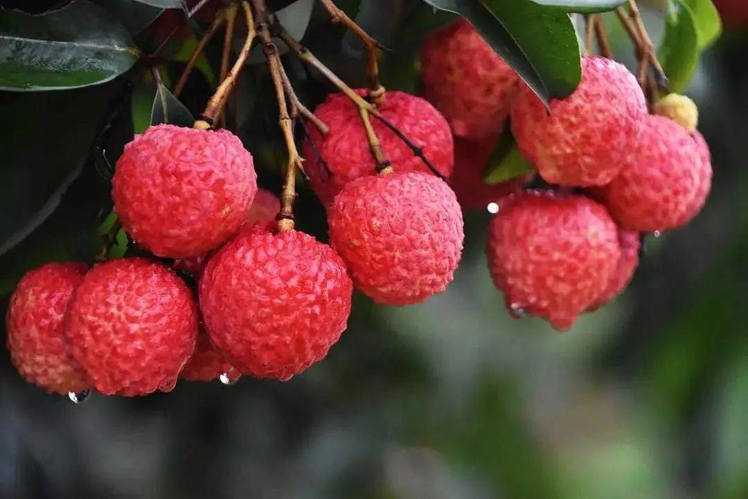 来漳州赴一场荔枝盛宴高新区荔枝文化节即将来袭