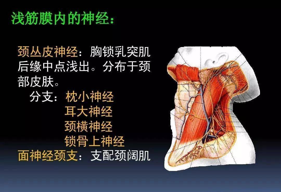 課件3d動畫詳解頸椎結構頸部解剖