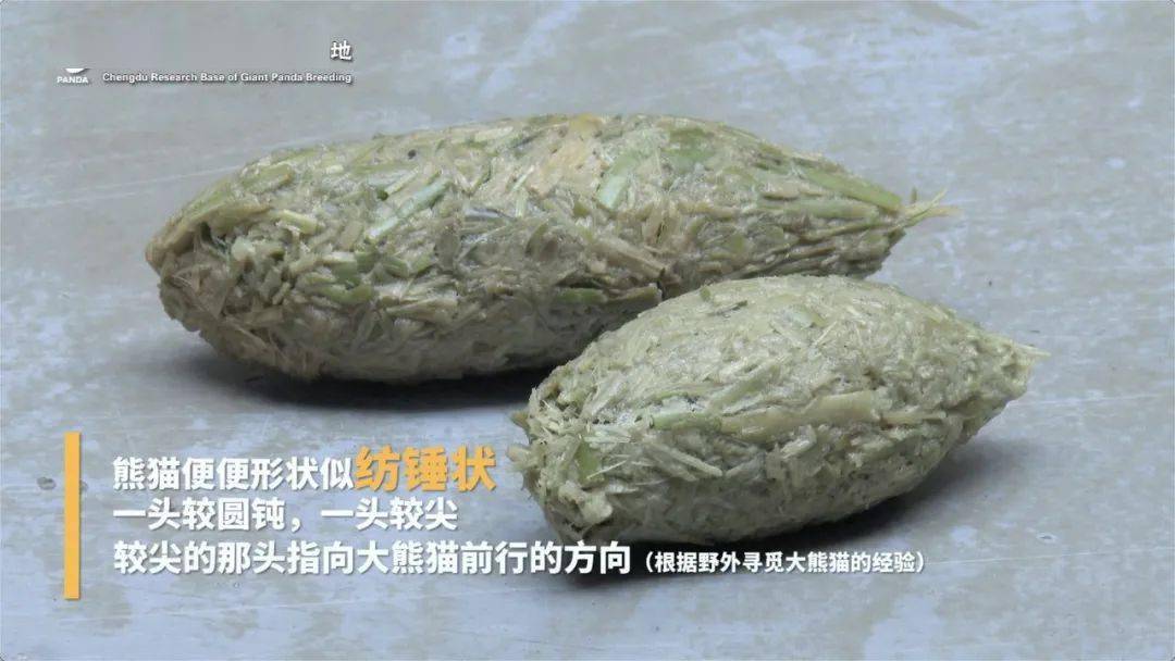 听说最美味的青团都是大熊猫产的大熊猫系列研学云课堂