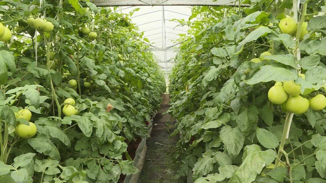 d据了解,川山镇塘万村大棚果蔬种植基地是该村2019年8月创建的集体