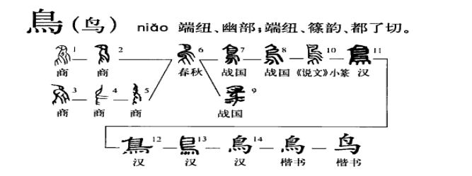 鸟字的演变过程图解说图片