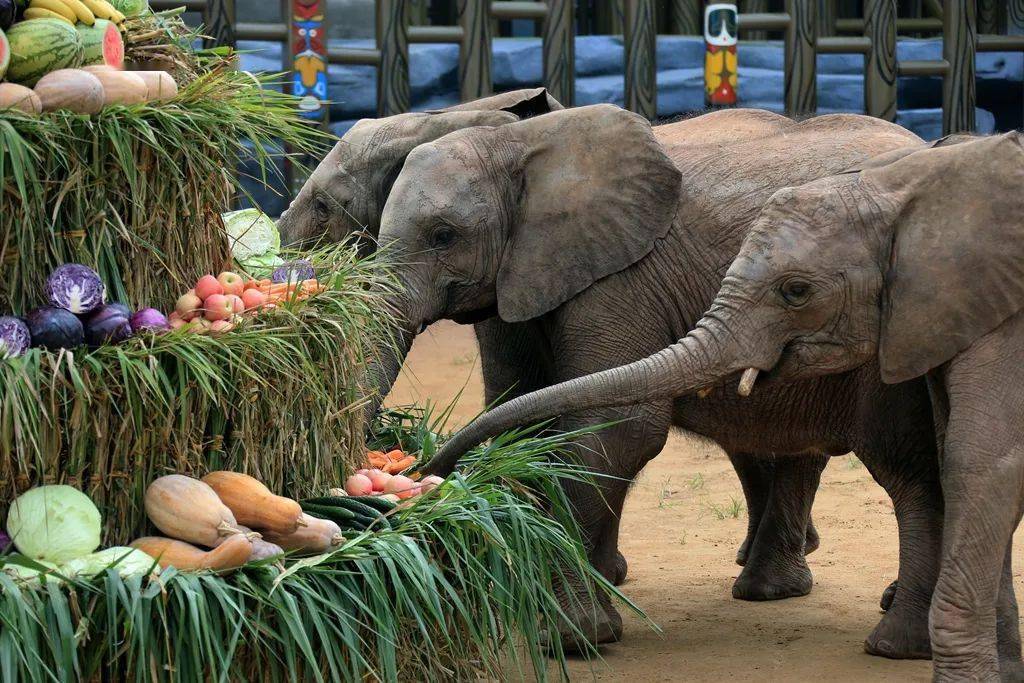 开 心 玩 耍在乐和乐都的大象们每天只管开心的玩耍就好啦悠闲的时候
