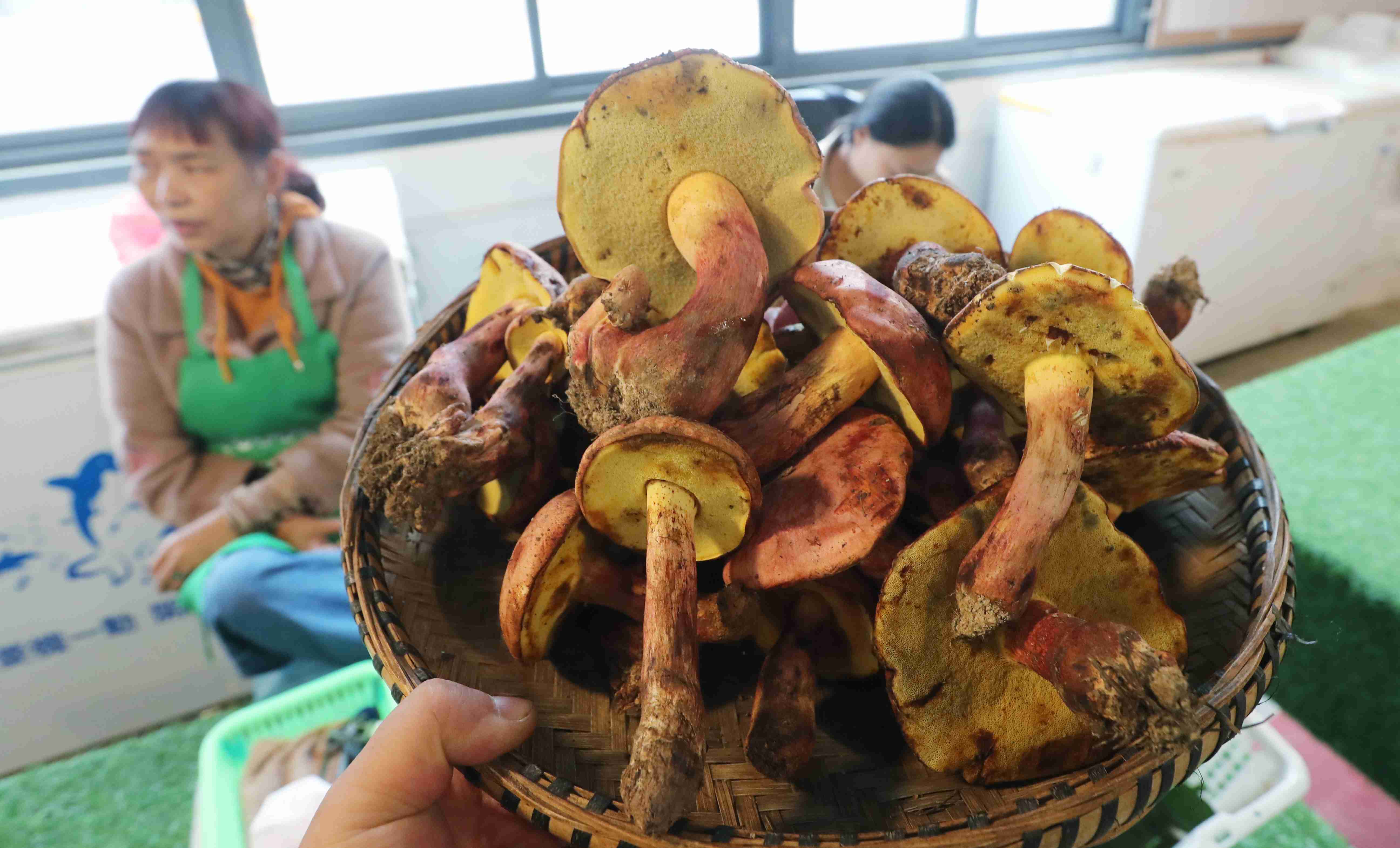 昆明野生菌大量上市 大自然的馈赠舌尖上的珍馐