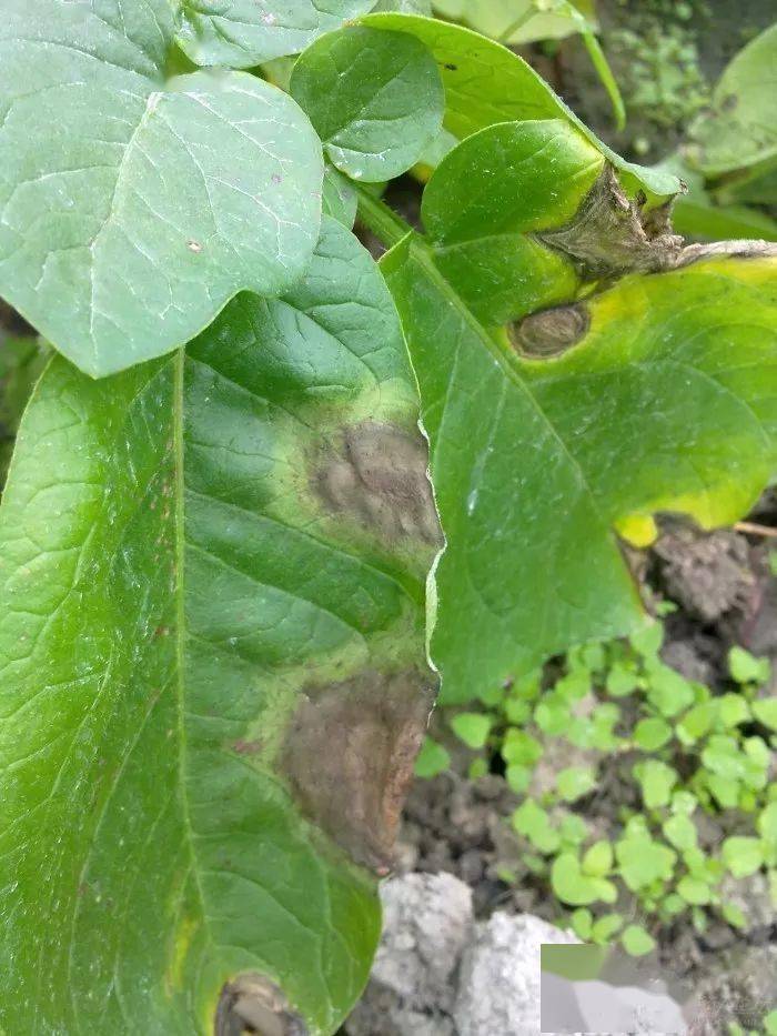 马铃薯晚疫病发生规律及其综合防治策略