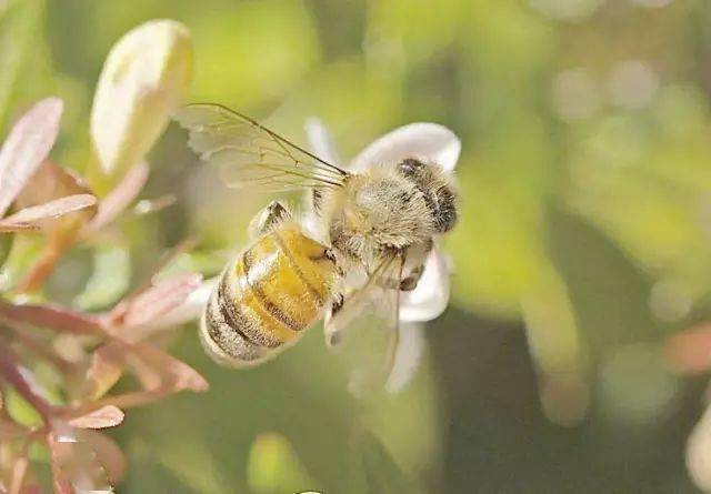 小蜜蜂采蜜忙高清照美极了