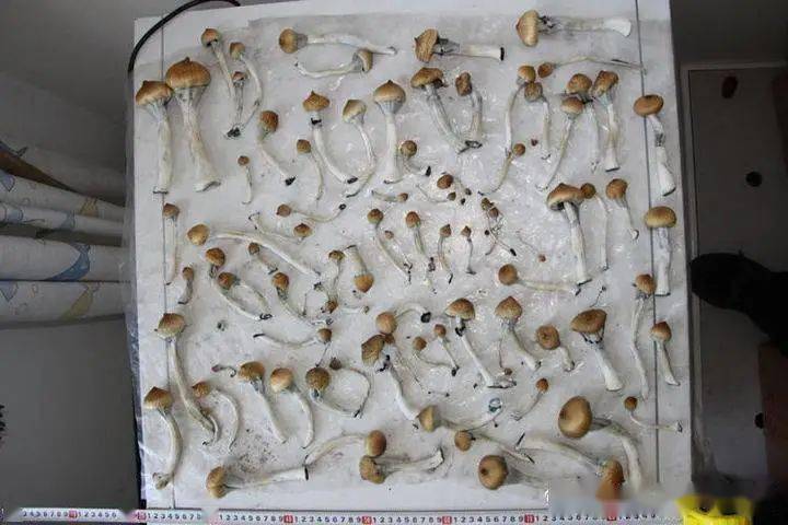 毒品蘑菇金老师烟台警方破获新型致幻类毒品大案