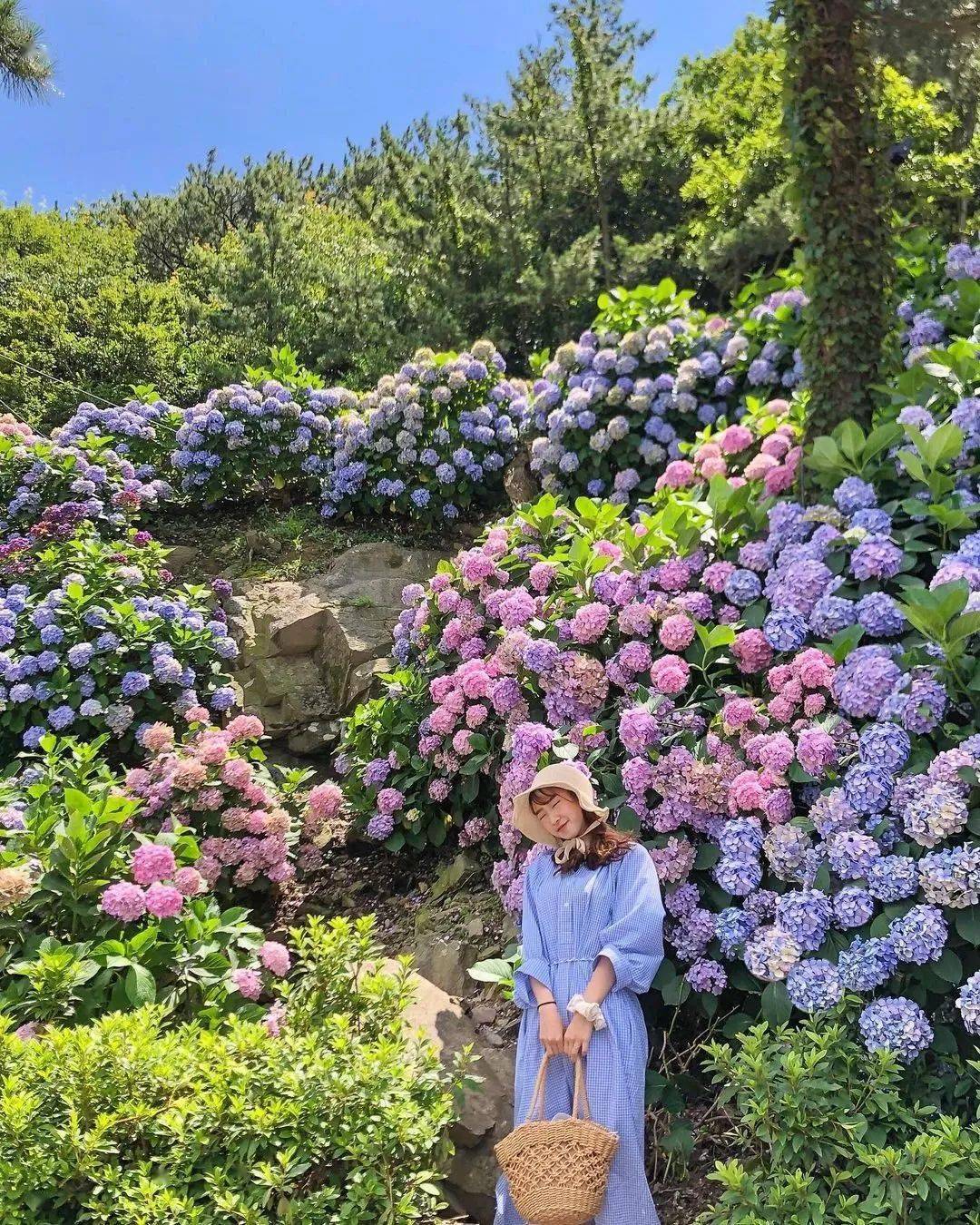 太美了 韩国这9个小众打卡地 隐藏着一大片绣球花海 植物园