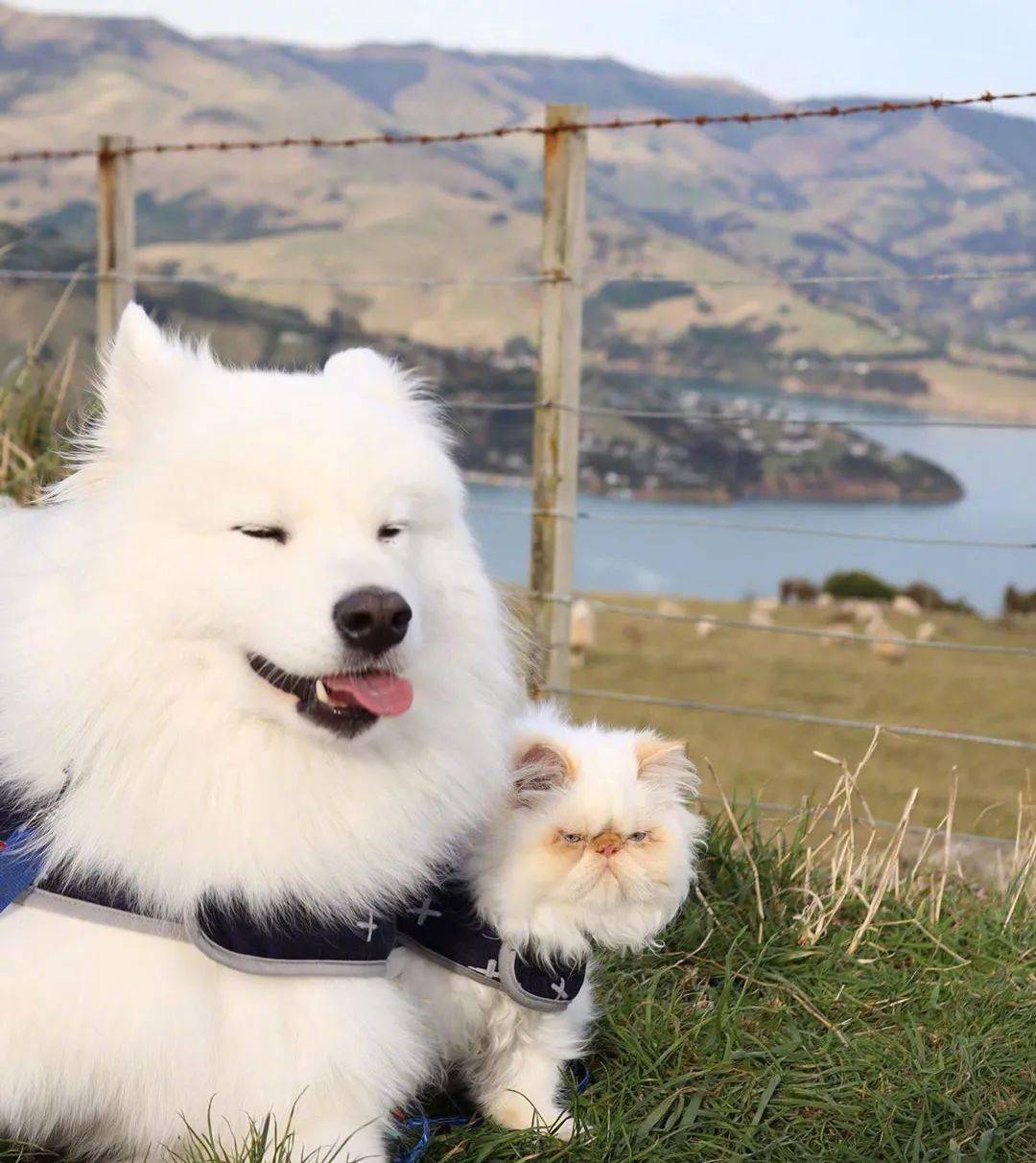 这对反差萌cp太可爱了!