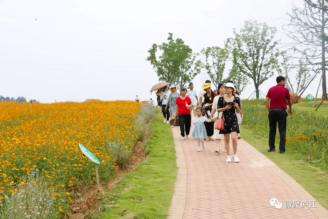 真香千人打卡龍橋花海2021廬江龍橋首屆賞花節隆重開幕