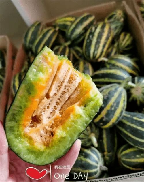 新品博洋92甜瓜特价28元斤博洋61特价25元斤五斤装