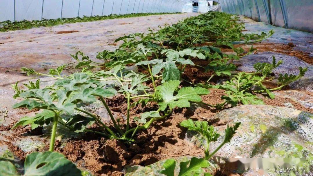 臨夏市大棚西瓜種植甜蜜致富路