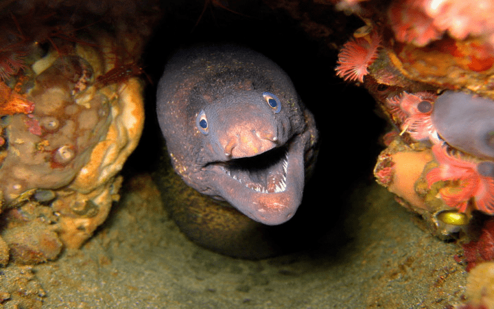 电鳃鳗图片