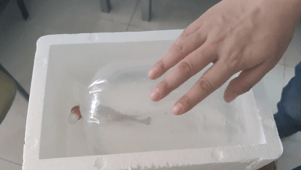 【飞鱼杂谈】观赏鱼打包小技巧(图文并茂版)_氧气