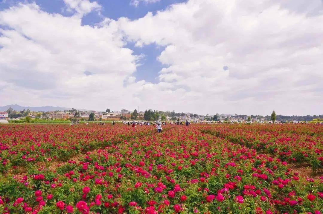 04八街玫瑰园这里仿佛是一个只存在于童话中的玫瑰秘境#summary校园