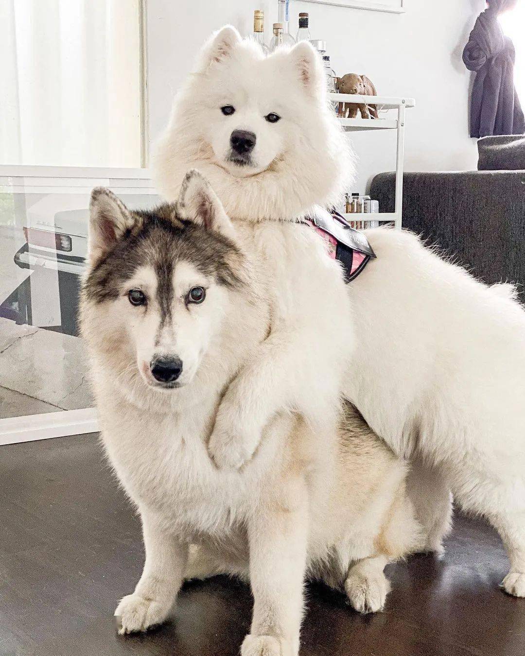 萌宠有小可,  点击下方关注,我在这儿等着你 当哈士奇和萨摩耶组成cp