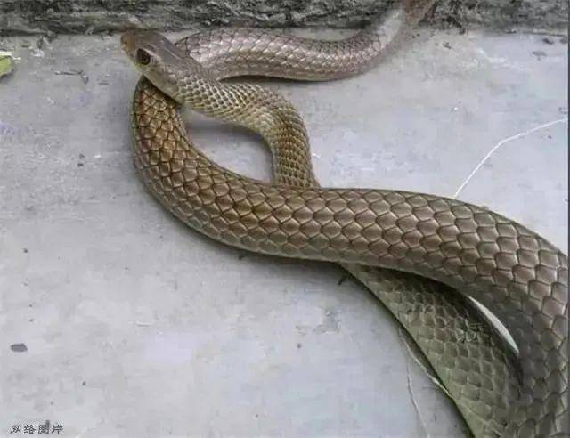 幼儿园内闯入不速之客一看竟是